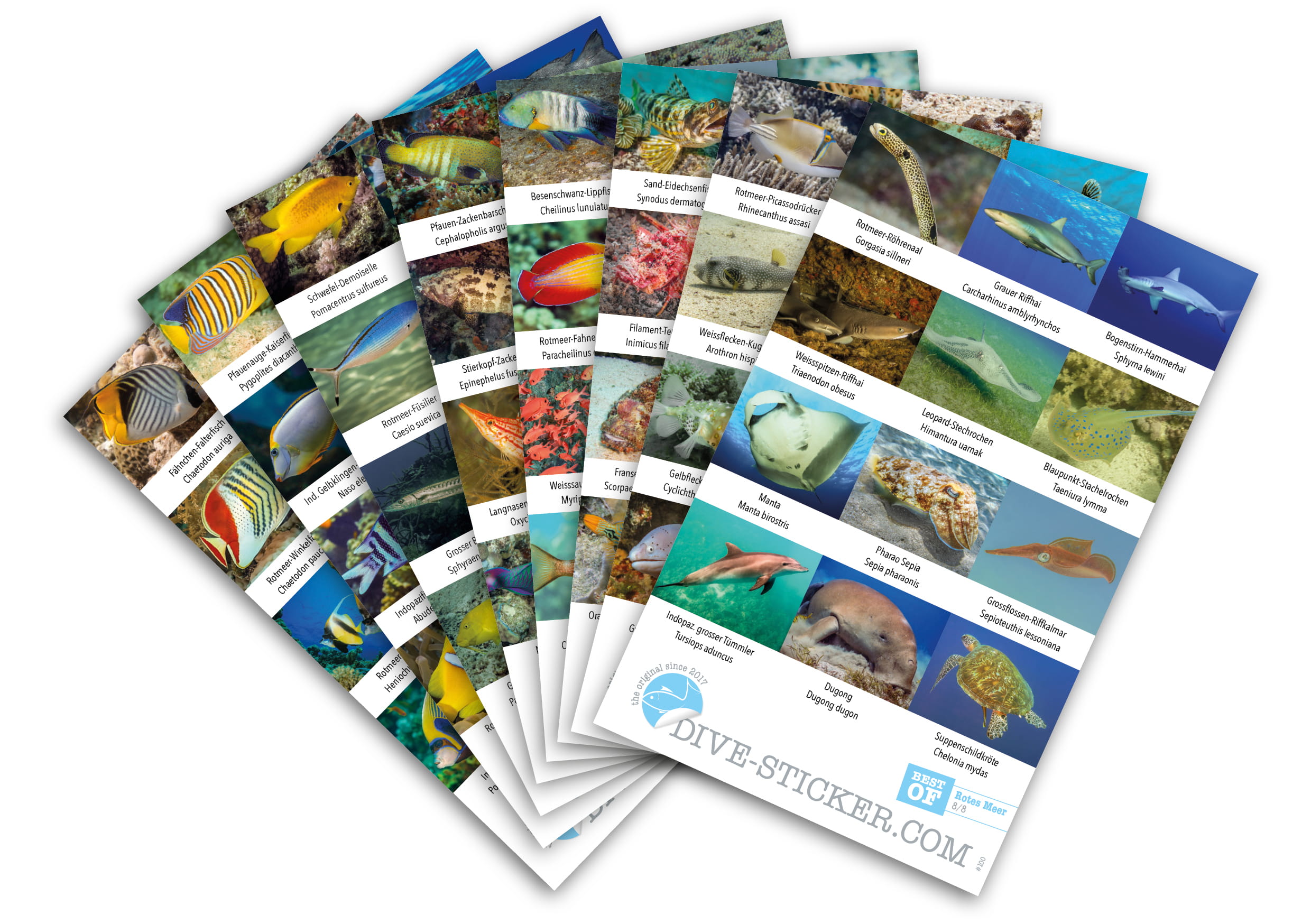 Dive Sticker Rotes Meer